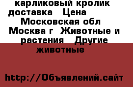 карликовый кролик. доставка › Цена ­ 1 000 - Московская обл., Москва г. Животные и растения » Другие животные   